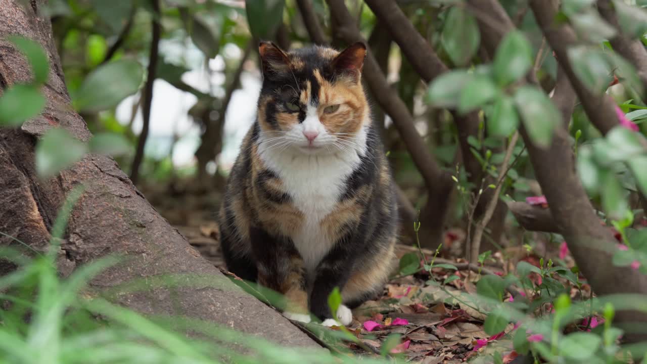 茂みの中に立ち、カメラを見つめるふっくらとした三毛猫。
