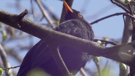 close up low shot of a young blackbird sitting in a tree, his feathers looking gorgeous in the sunlight, scanning the surroundings