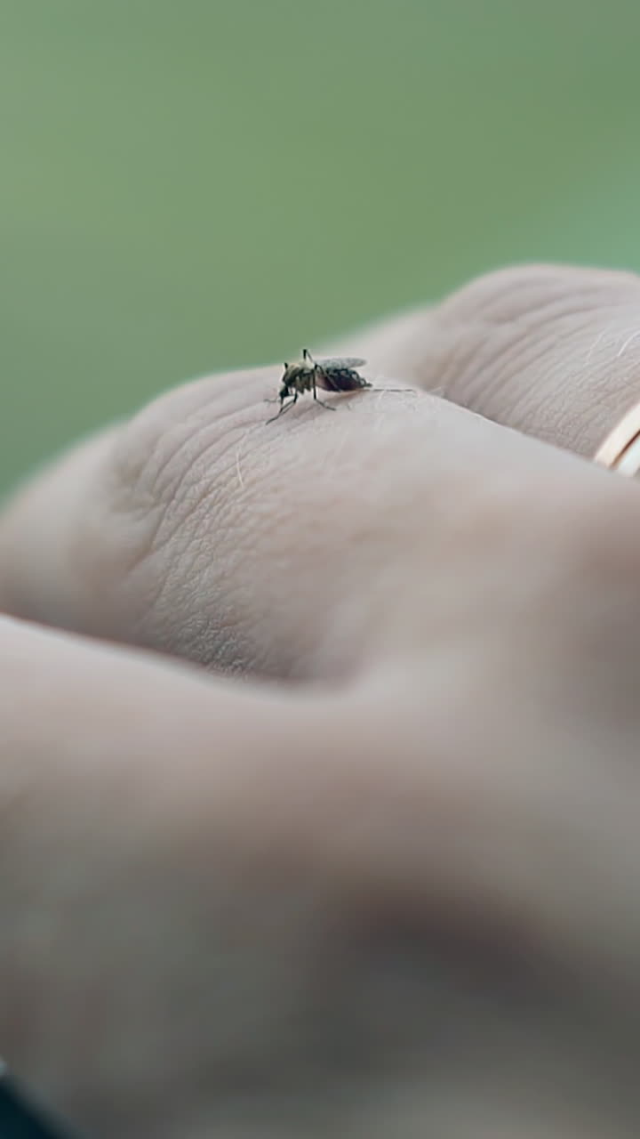 Mosquito on a hand