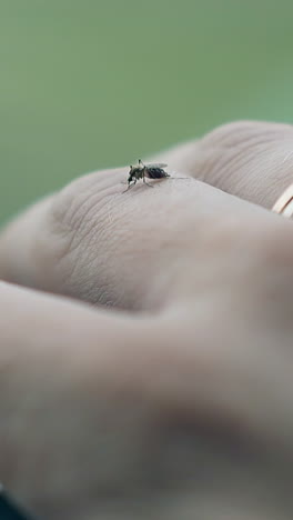 Mosquito on a hand