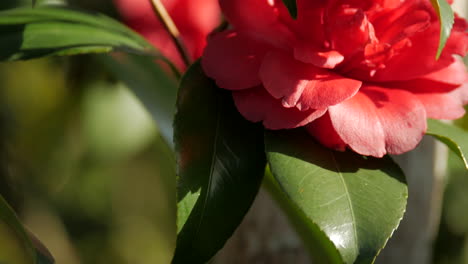 冬天開花的紅色卡梅莉亞花 右邊