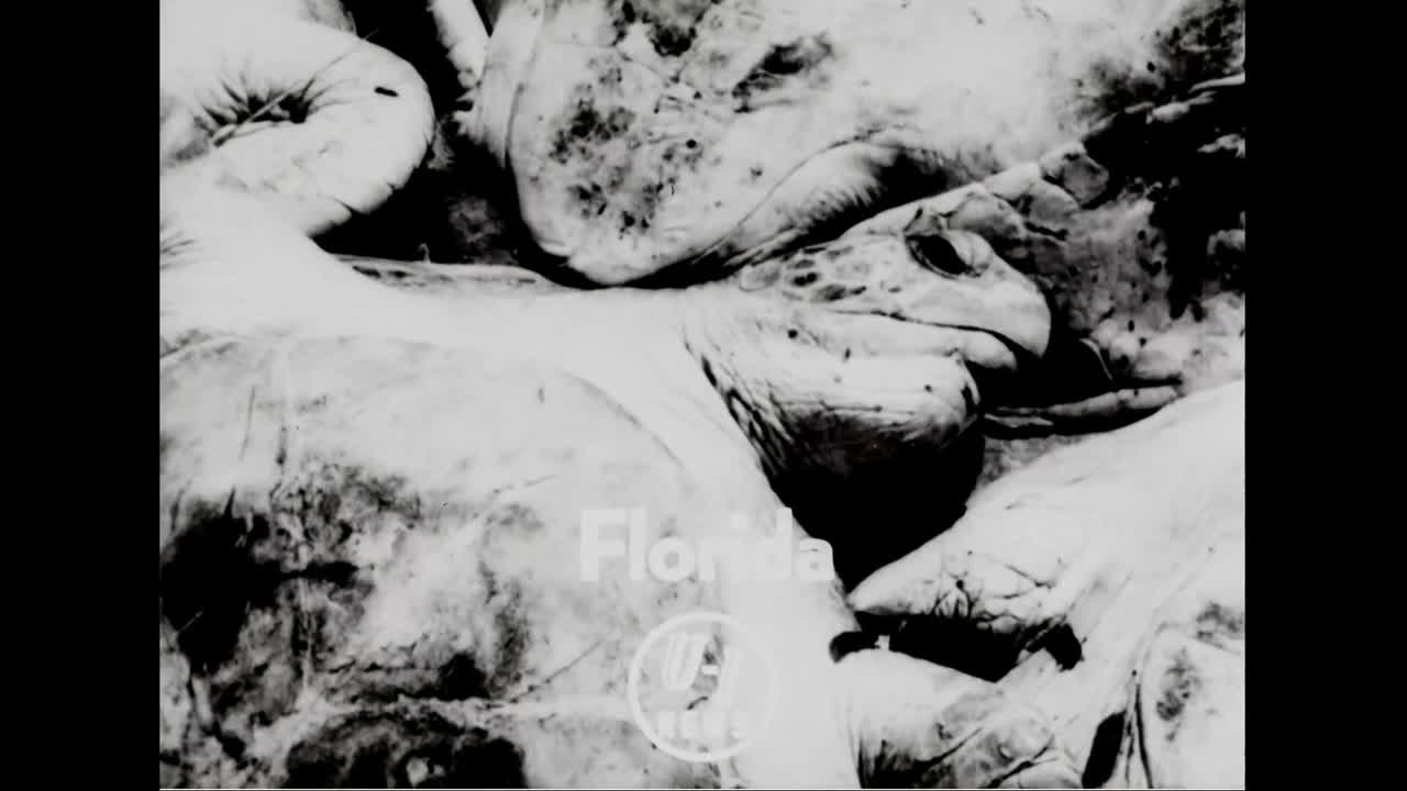 1951년 수프를 만들기 위해 플로리다 사주에서 수백 마리의 거북이가 잡힌다.