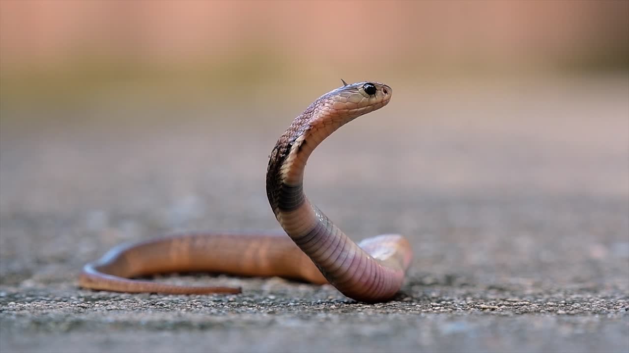Un cobra di medie dimensioni con un corpo sottile rispetto ad altri cobra.