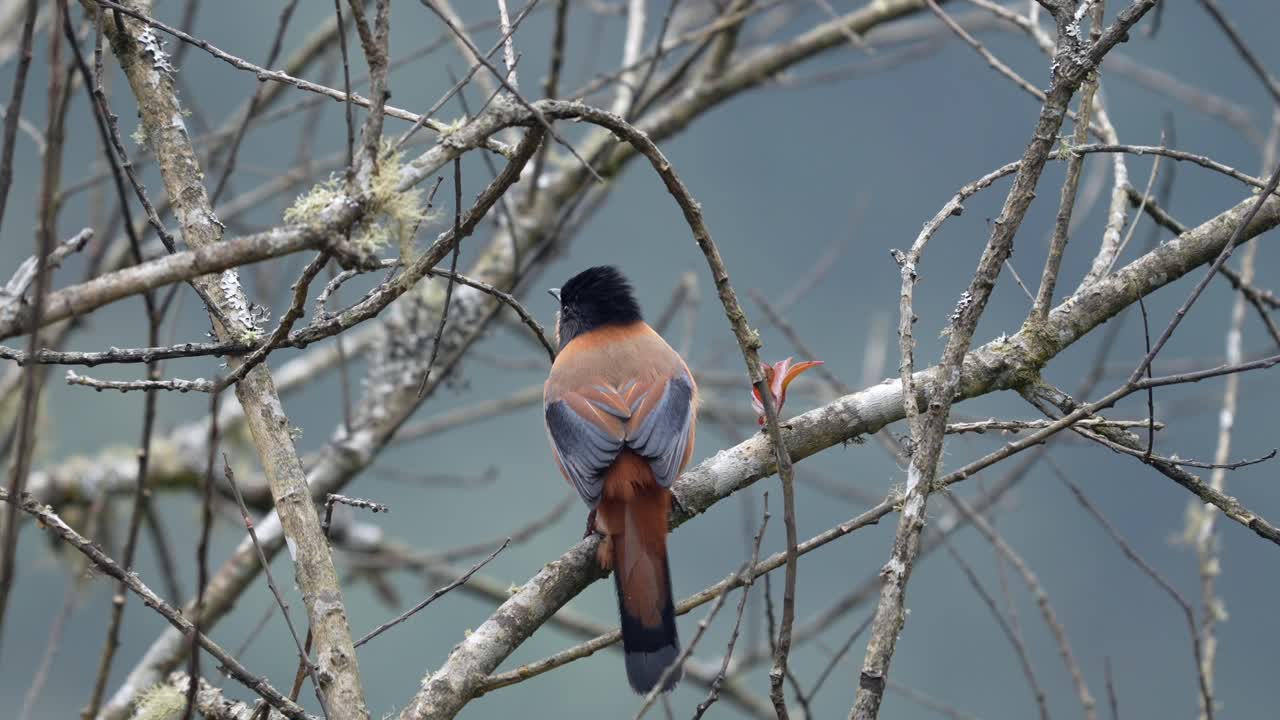 руфная сибия, сидящая на ветке безлистного дерева.