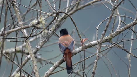 a rufous sibia perched on a branch in a leafless tree