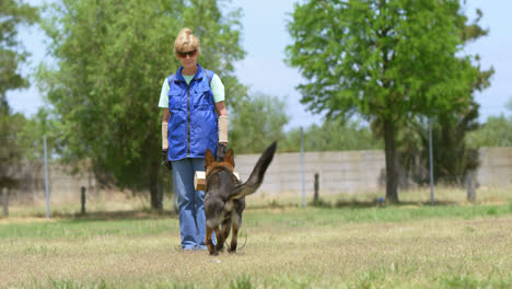 shepherd dog being trained by his owner in the field 4k