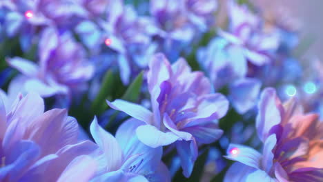 close-up of vibrant alstroemeria flowers with bokeh lights