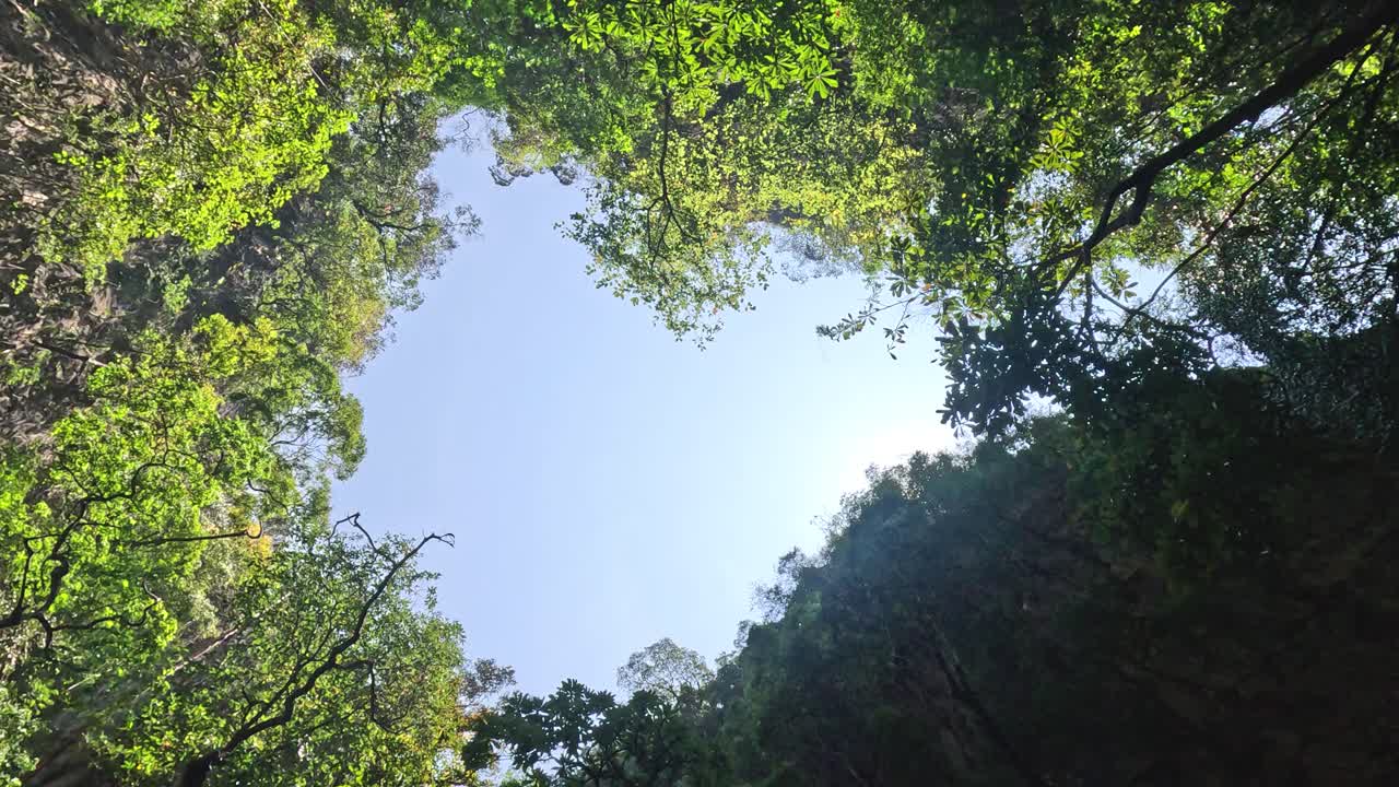 Timelapse of sky through dense tree canopy