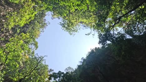 timelapse of sky through dense tree canopy