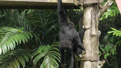 gibones en un hábitat de la selva