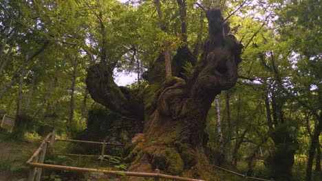 ancient oak tree covered with lichen and moss in the rainforest mountain hike in galicia, spain. parallax shot
