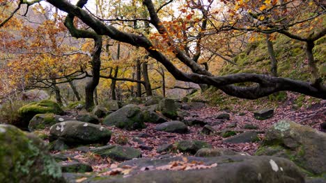 Tranquilos-Bosques-De-Otoño-E-Invierno,-Un-Arroyo-Serpenteante-A-La-Orilla-Del-Río,-Robles-Dorados-Y-Hojas-De-Bronce-Que-Caen