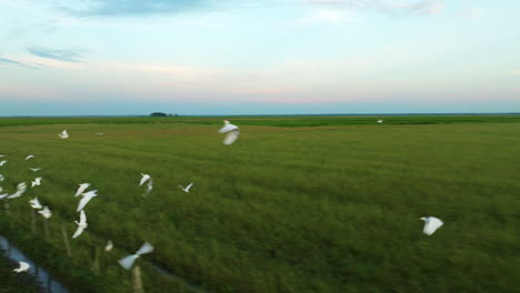 flock of birds flying above fields at sunset in los llanos, apure, venezuela. tracking shot
