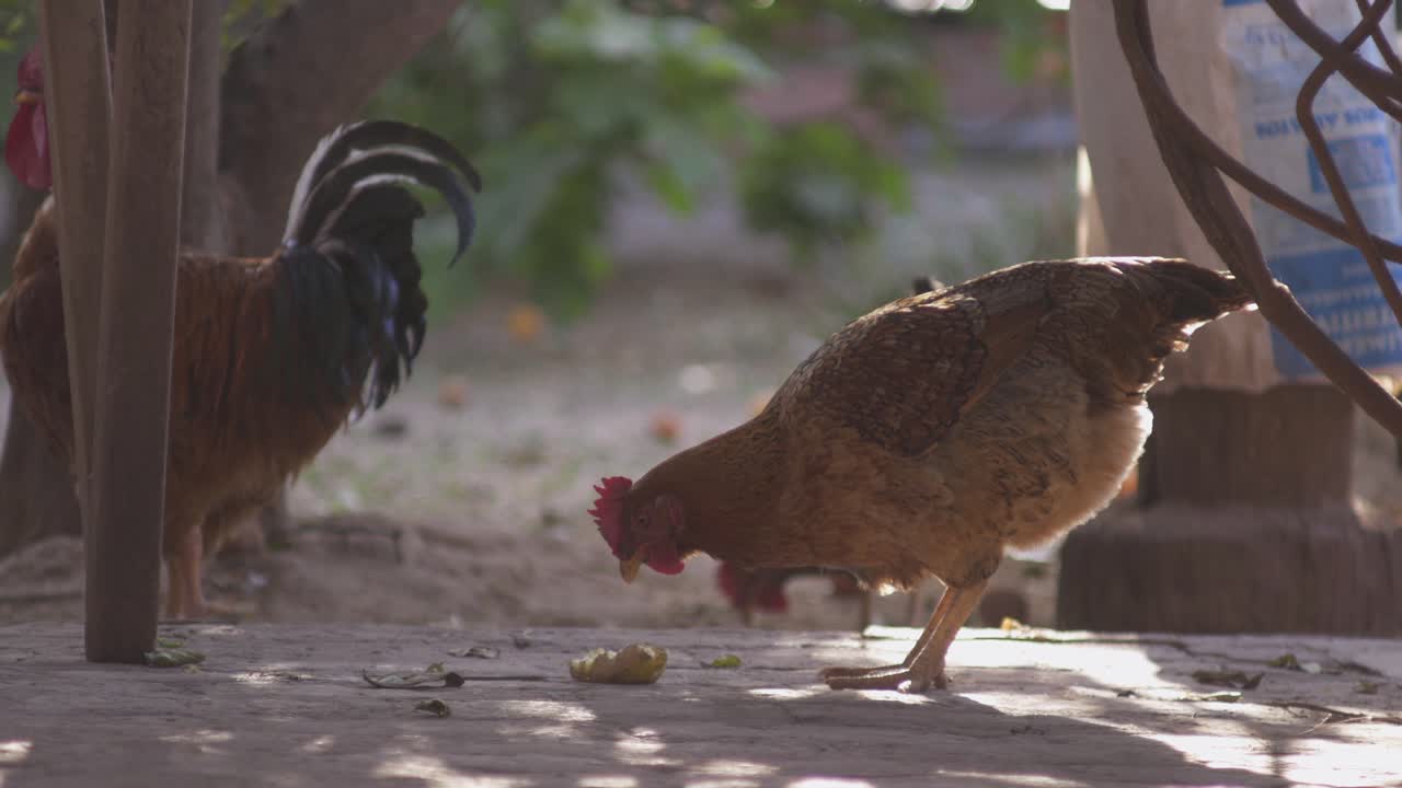 pollos de corral picotean en el suelo a la sombra mientras un gallo se yergue junto a ellos en un patio de una granja