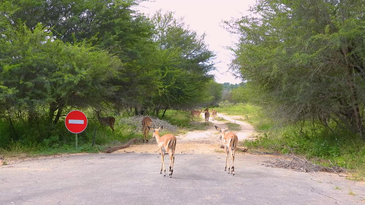 남아프리카 공화국 크루거 국립 공원 인 임팔라스 크로싱 로드