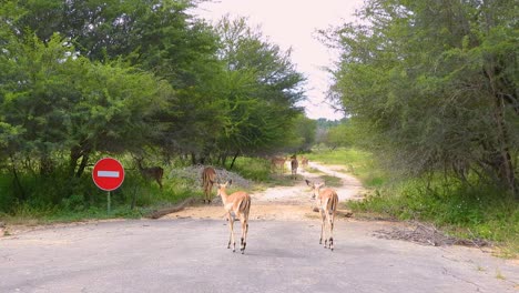 impalas crossing road in kruger national park, south africa