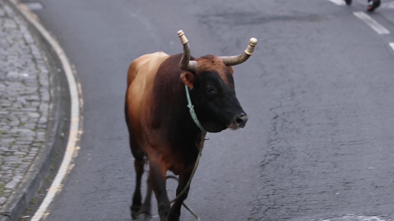 포르투갈, 아조레스 제도, 테르세이라 섬, 사오 마테우스 다 칼헤타의 투라다 아 코르다 동안 황소가 거리에서 달리고 있다
