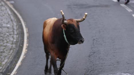 bull is running on the street during tourada a corda in sao mateus da calheta, terceira island, azores, portugal