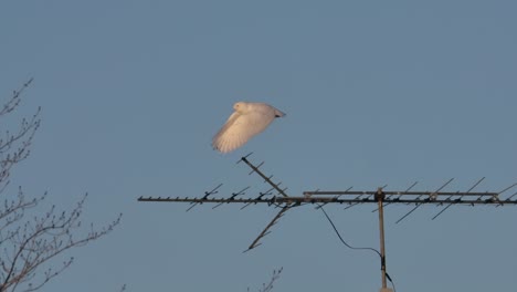 Snowy-owl-surviving-the-cold-winter-by-looking-for-food