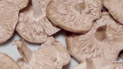 Extreme-Closeup-of-Wild-Mushroom-Underside-Gill-Texture,-Pan-Left