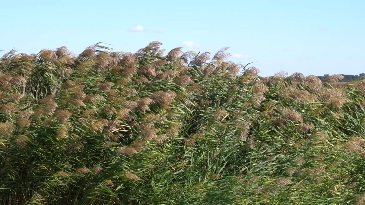 Reeds moving with the wind on a bright day