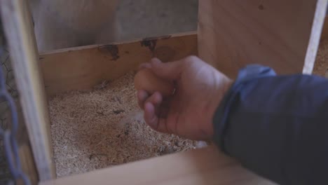 A-rural-homesteader-opens-a-chicken-coop-and-removes-a-fresh-organic-egg-while-a-white-chicken-jumps-into-the-roosting-box