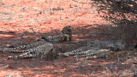 Una-Madre-De-Guepardo-Y-Sus-Cachorros-Descansando-A-La-Sombra-Sobre-La-Suave-Arena-Roja-Del-Kalahari