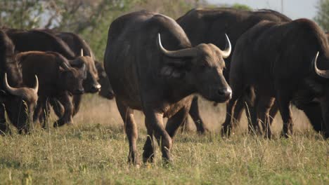 Una-Manada-De-Búfalos-Del-Cabo-Pastando-En-Una-Reserva-De-Vida-Silvestre-Africana