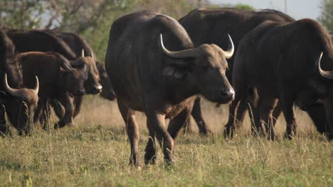 a herd of cape buffalo grazing on an african wildlife reserve