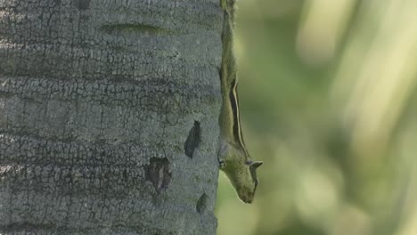 Ardilla-Jugando-En-La-Hierba---Hierba-Verde