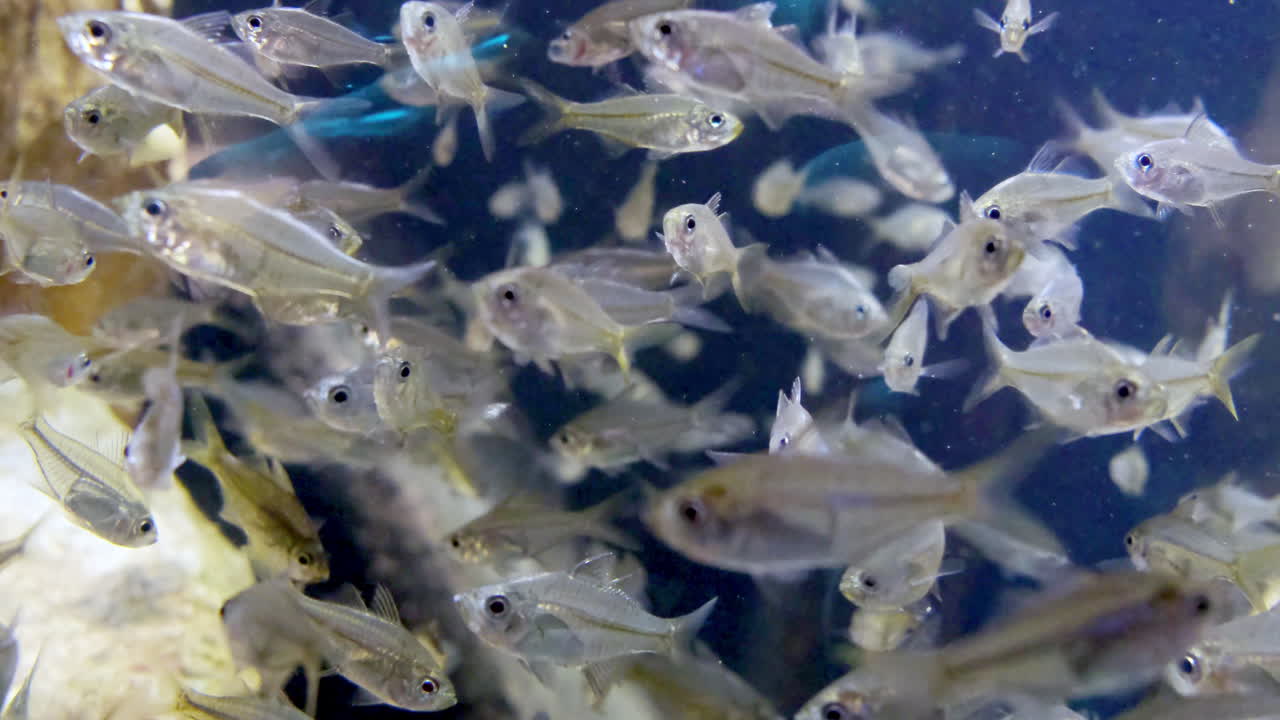 School of Small Silver Fish in an Aquarium