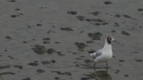 gaviota de cabeza negra caminando por suelo mojado en texel