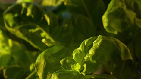 Hojas-De-Albahaca-Fresca-Regadas-Durante-La-Puesta-De-Sol-Dorada,-Primer-Plano-De-Hierba-Culinaria