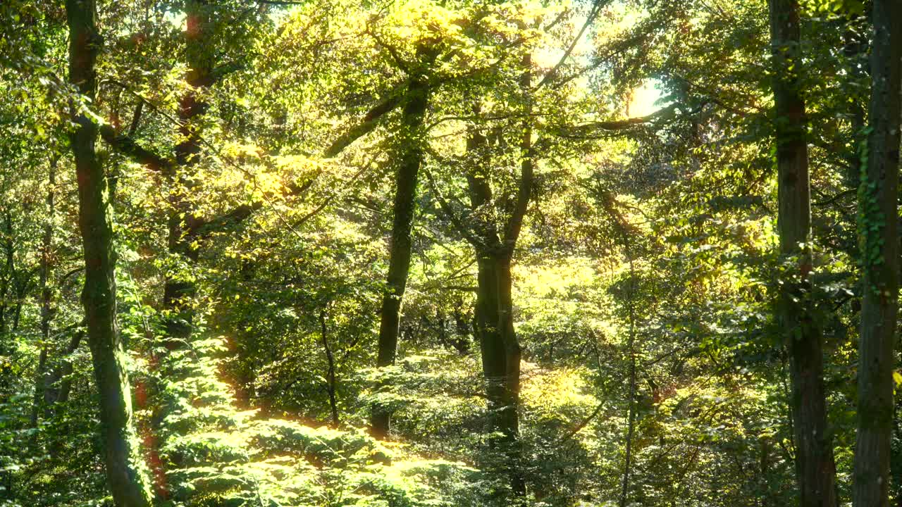 은 숲 안의 밝은 빛, 자연에서 산책, 깨한 공기 후퇴