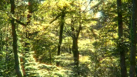 sun bright light inside dense forest, walk in nature, clean air retreat