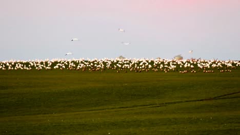 los gansos de nieve y los patos reales se alimentan en el campo de los granjeros con la última luz en la región de trigo de alberta