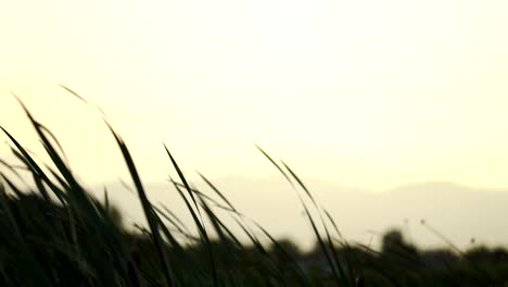 석양에 조용히 잔디를 흔들며