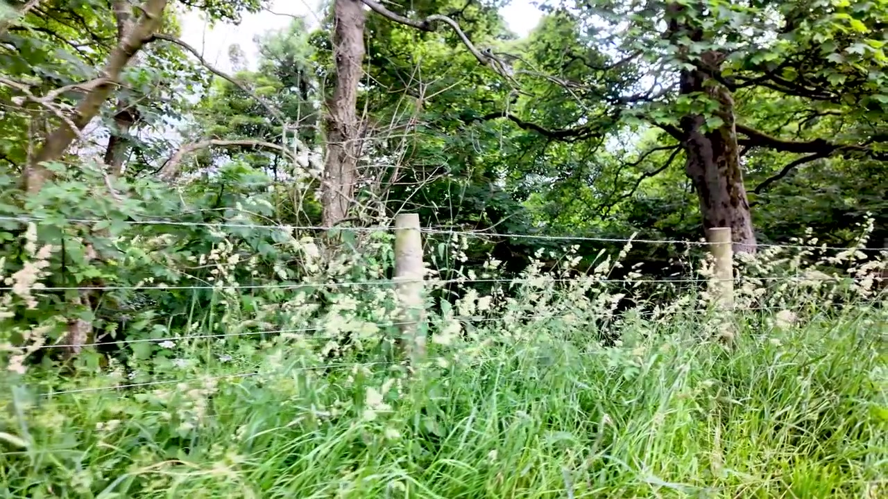 Una valla de alambre rústica bordea un prado verde vibrante, con árboles densos creando un telón de fondo natural.