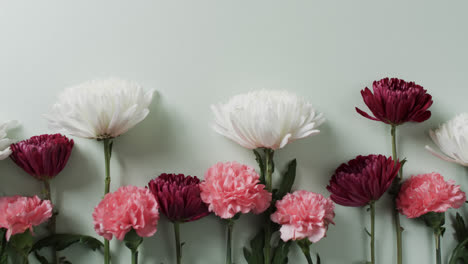 video de flores blancas, rojas y rosas y copia espacio en fondo blanco