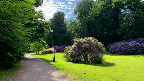 Lila-Blütenbäume-Im-Park-An-Einem-Sonnigen-Tag