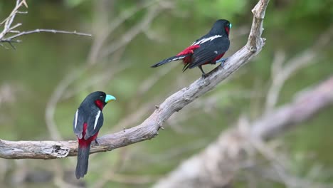 pico ancho negro y rojo, cymbirhynchus macrorhynchos, kaeng krachan, tailandia