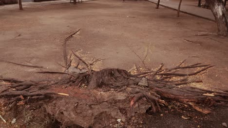 tree trunk cut to the ground floor with earth