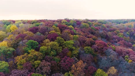 reverse-dolly aerial shot of fall colors with a sunrise reveal