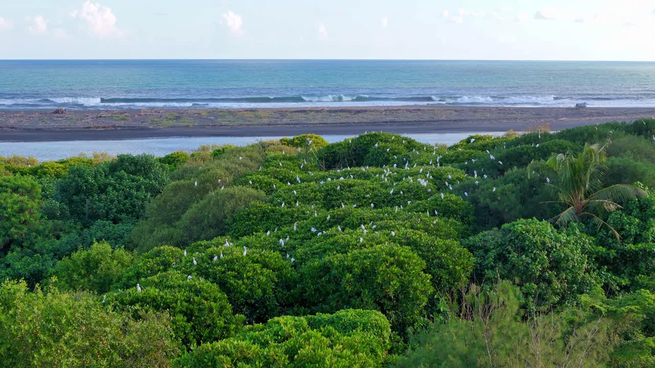Aerial view a flock of white herons bird In mangrove forest. Nest of egret bird.