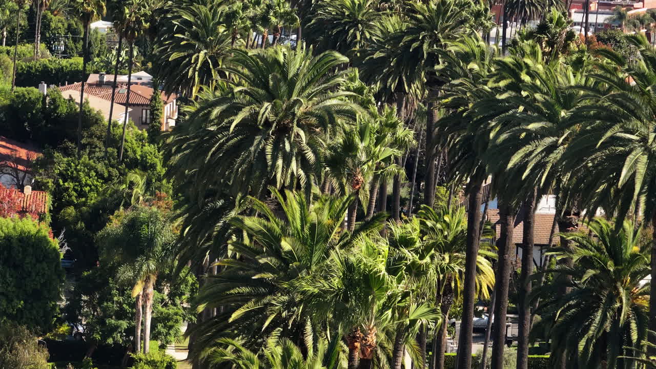 Aerial telezoom around vehicles on a palm tree lined street in Beverly hills, LA