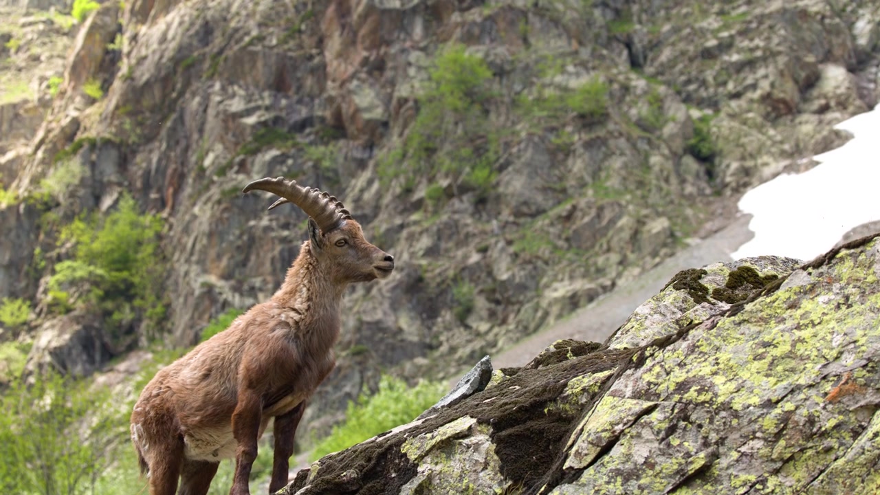 Um íbex-alpino permanece alerta em uma encosta de montanha íngreme e rochosa em Entracque, Itália.