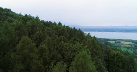 aerial shot of woods forest nature landscape 3