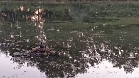 mother duck and ducklings sitting in a nest in the middle of a pond during sunset time