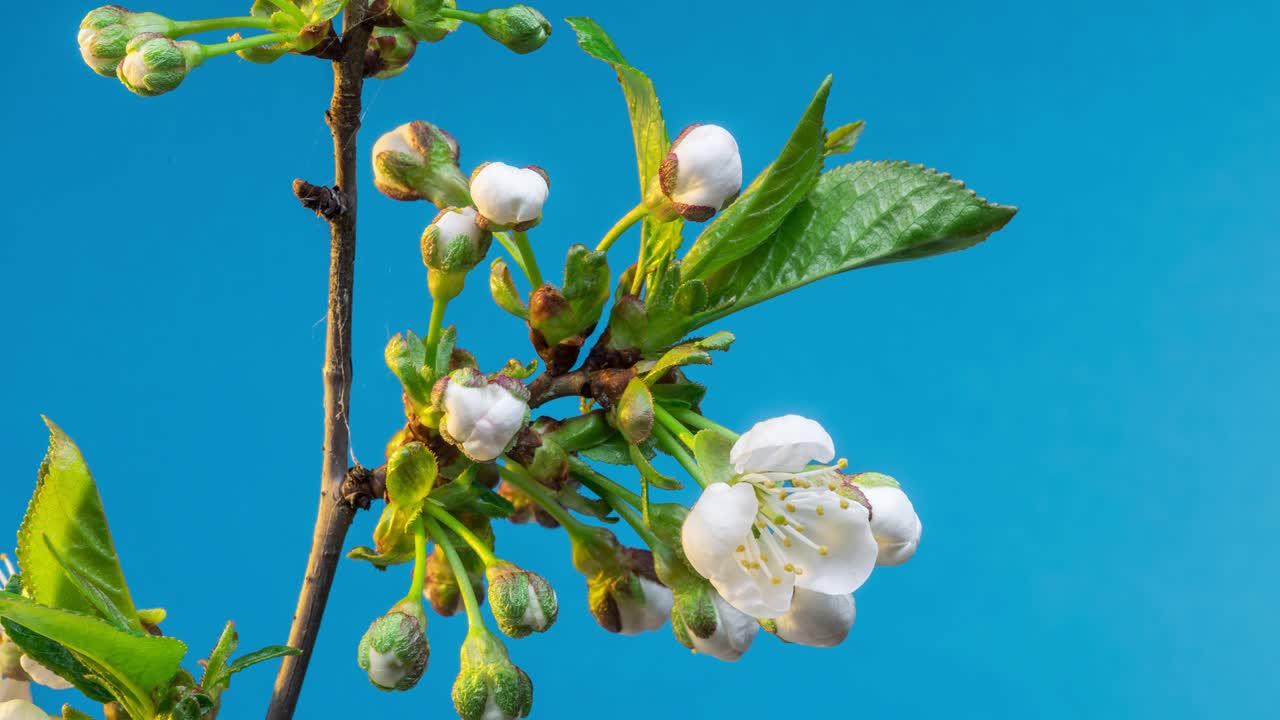 las flores de primavera. las flores de ciruela en una rama de ciruelas florecen sobre un fondo azul. video de lapso de tiempo 4k.