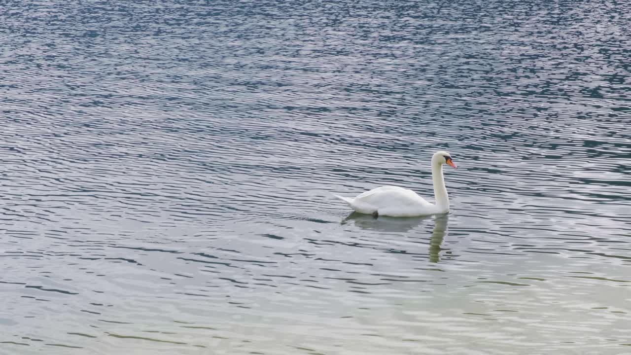 hermoso cisne nada en el lago bajo el paisaje de la luz del sol
